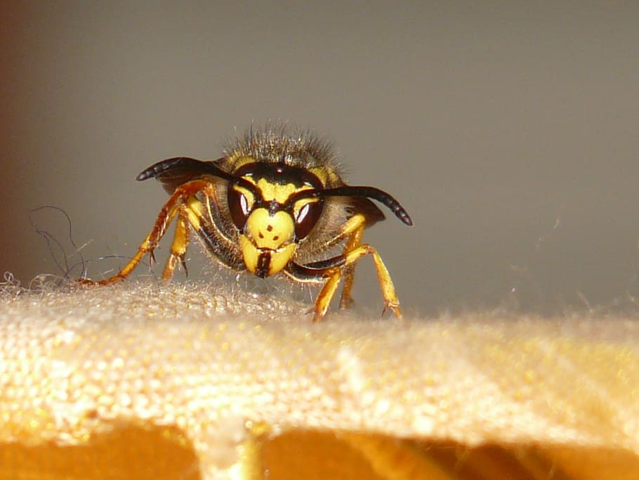 Yellow and Black Beeon Orange Textile, close-up, insect, macro HD wallpaper