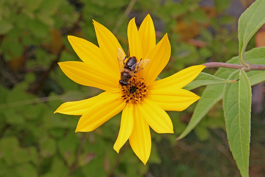 flower, bee, nature, insect, yellow, flora, plant, summer, garden HD wallpaper