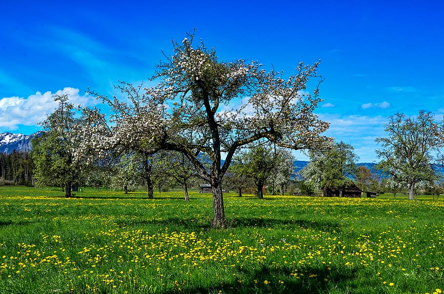 spring, tree, landscape, bloom, flowers, green, nature, plant HD wallpaper