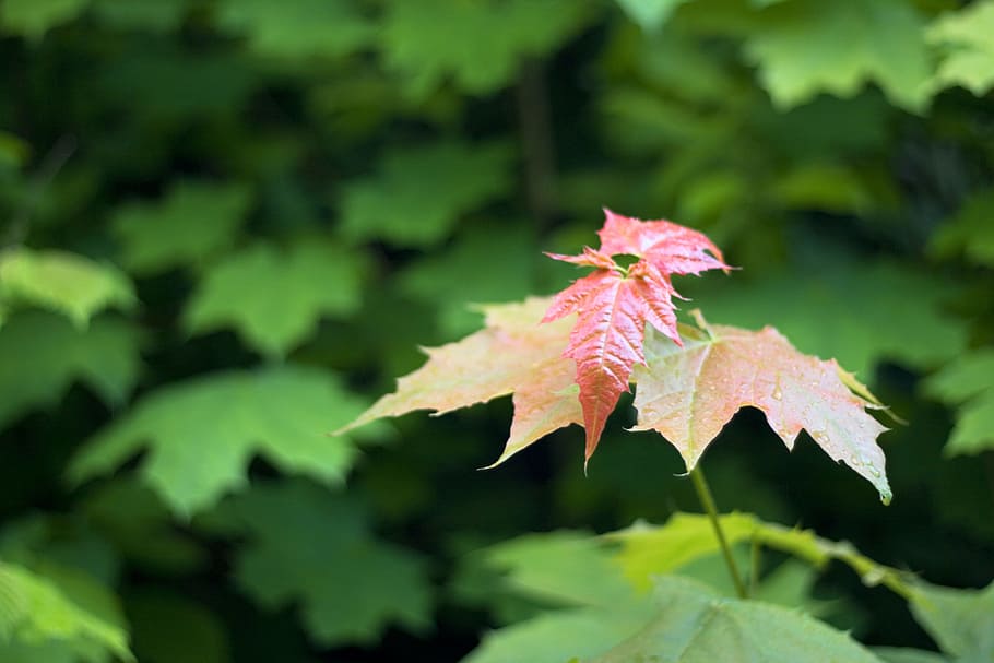 foliage, forest, green, leaf, leaves, light, natural, nature HD wallpaper
