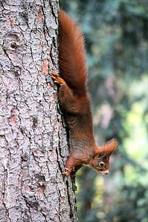 squirrel at the tree, rodent, animal, mammal, czech republic HD wallpaper