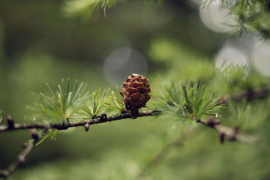 brown pinecone, conifer, flora, plant, larch, tree, artichoke HD wallpaper