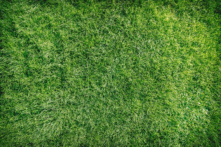 Green grass background texture., green color, plant, full frame, HD wallpaper