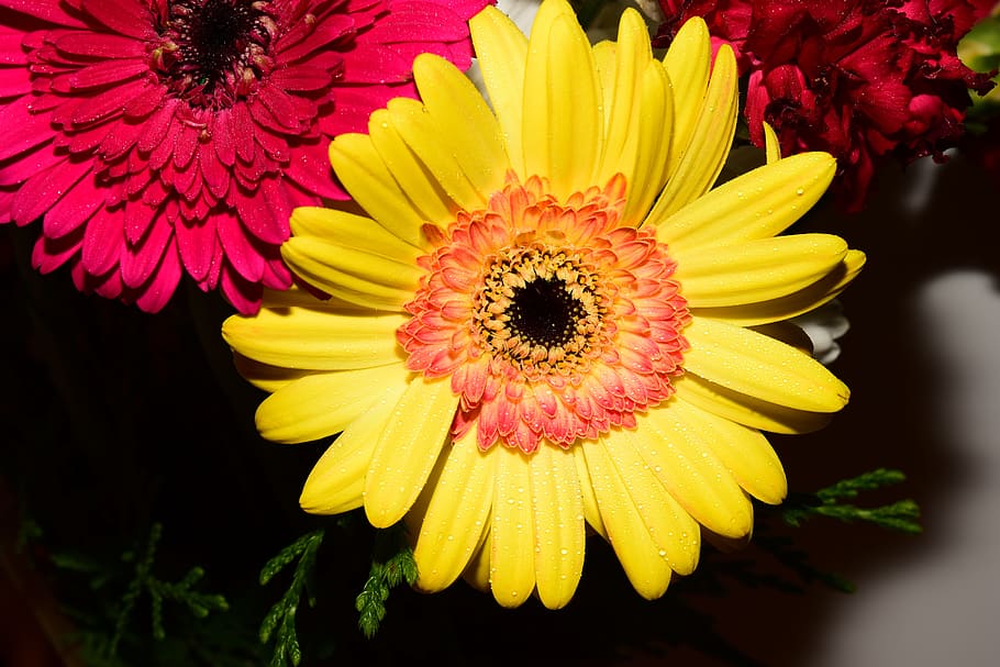 gerbera, flower, yellow, botany, flora, flowering plant, petal HD wallpaper