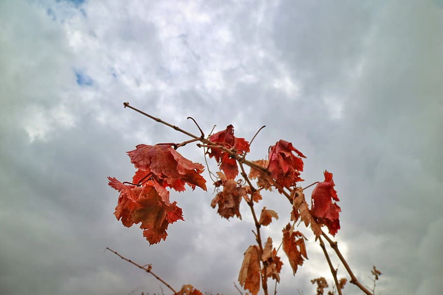 cloud - sky, plant, nature, beauty in nature, leaf, plant part HD wallpaper