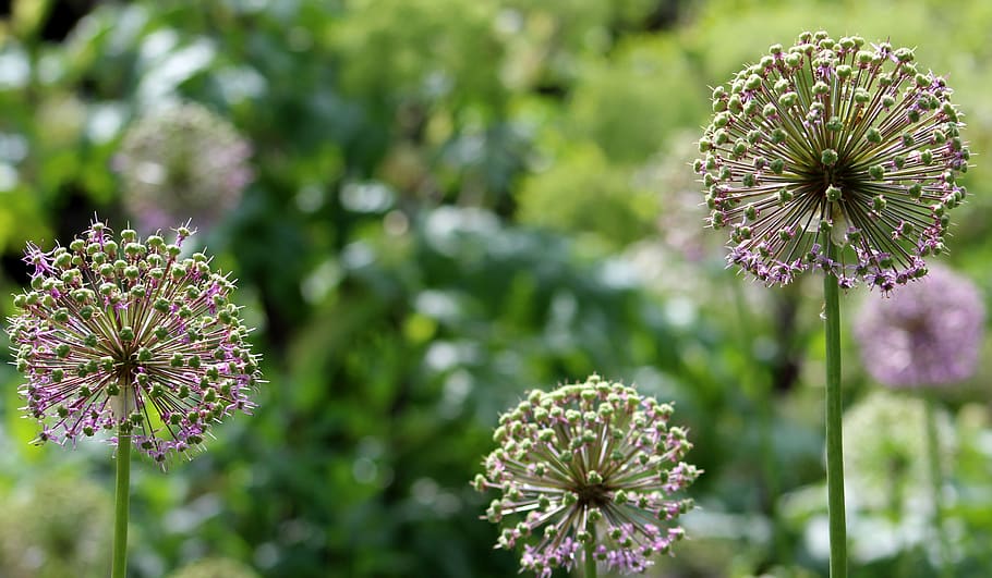 flower, flora, nature, summer, growth, seed, flowering plant HD wallpaper
