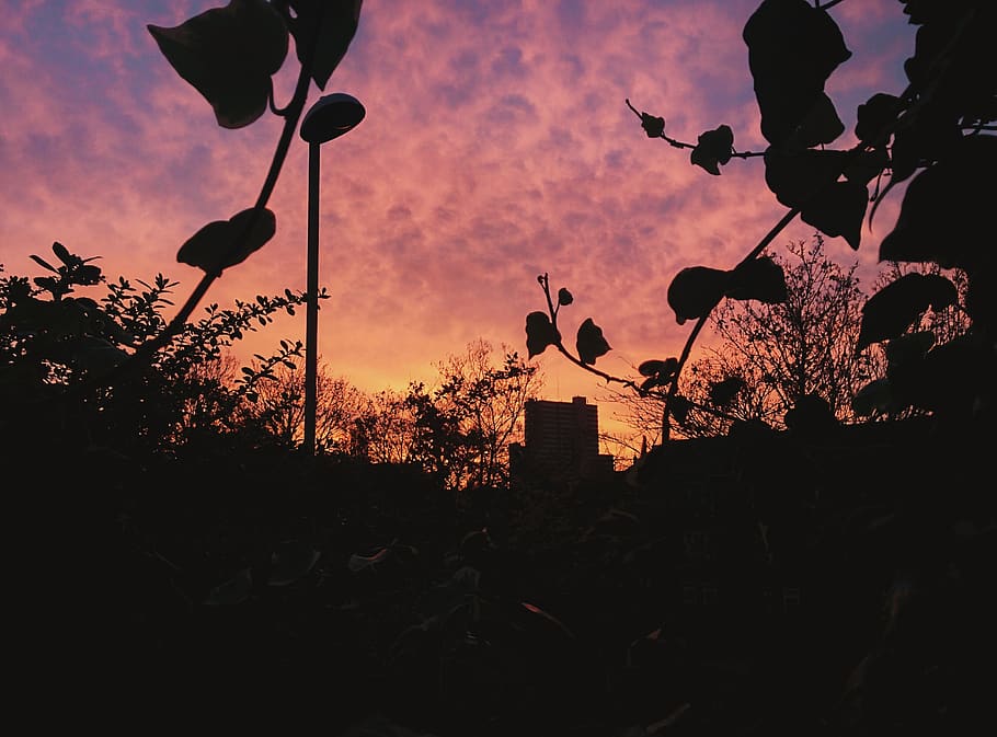 sunset, sky, clouds, purple, trees, nottingham, silhouette HD wallpaper
