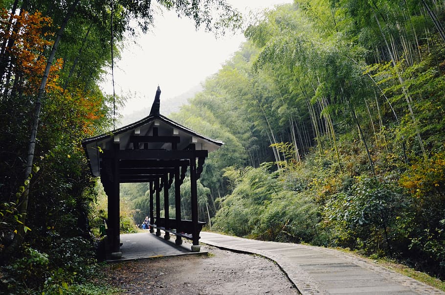 china, huangshan, mukeng zhuhai, 黟县, bamboo forest, yi country, HD wallpaper