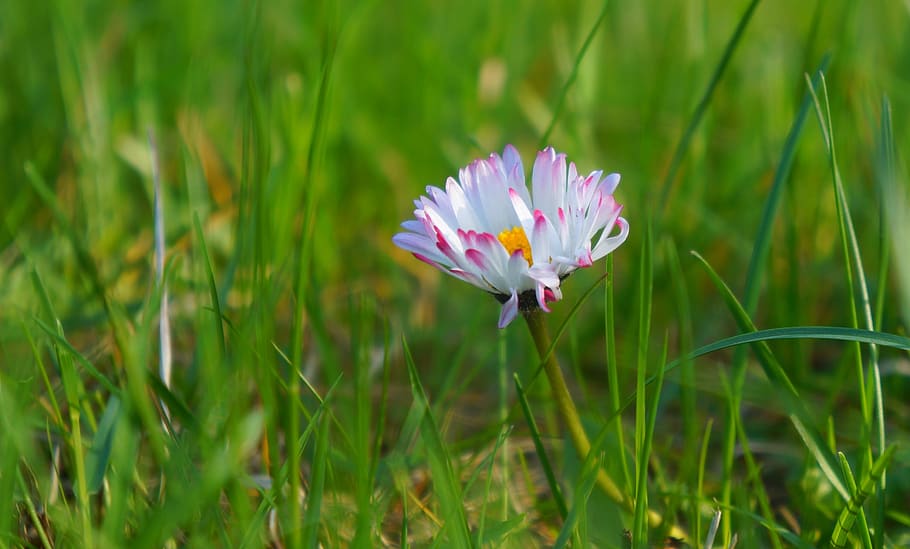 nature, plants, meadow, white, flowers, daisies, spring, grass HD wallpaper