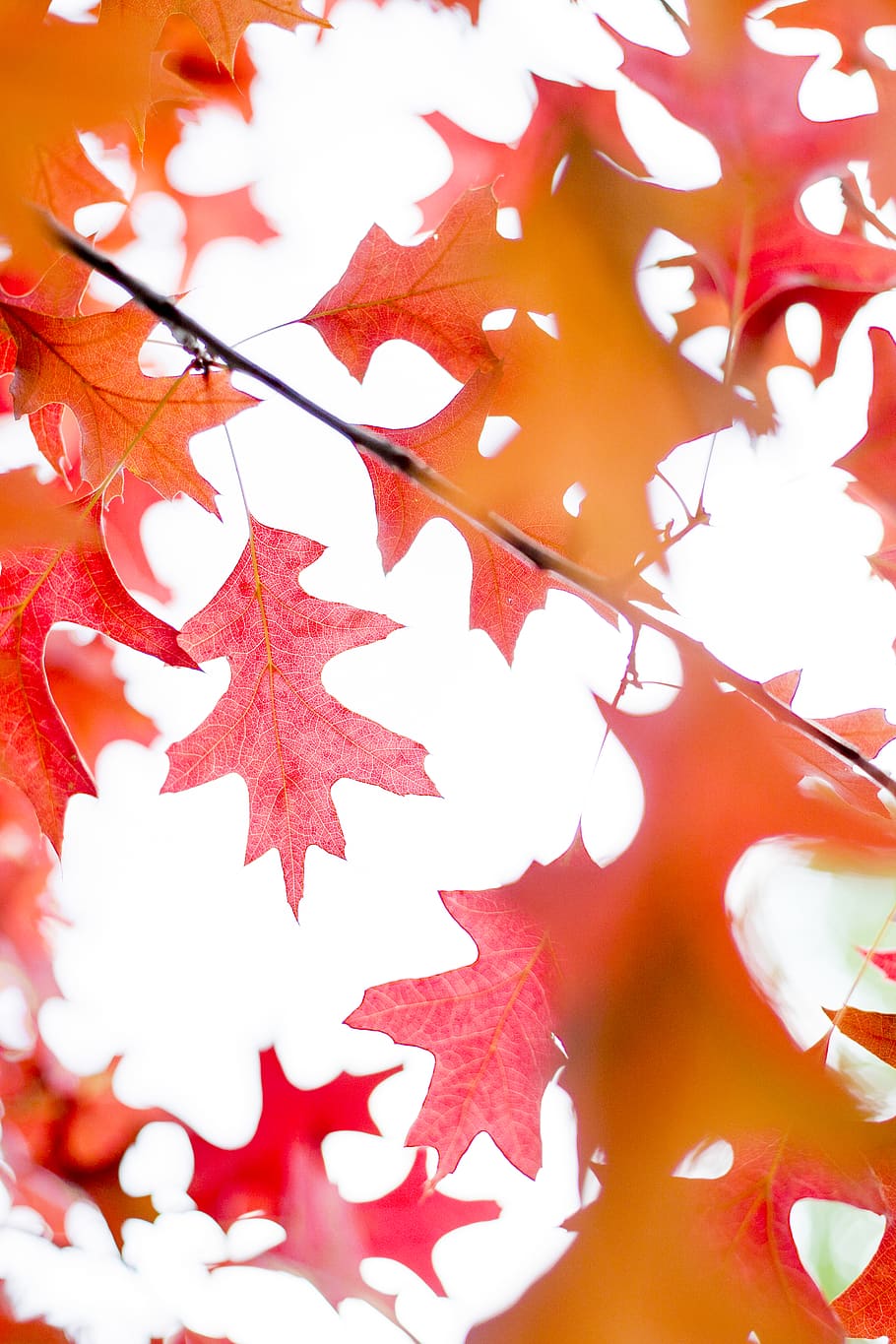 red maple leaf, tree, autumn, no people, close-up, change, plant part HD wallpaper
