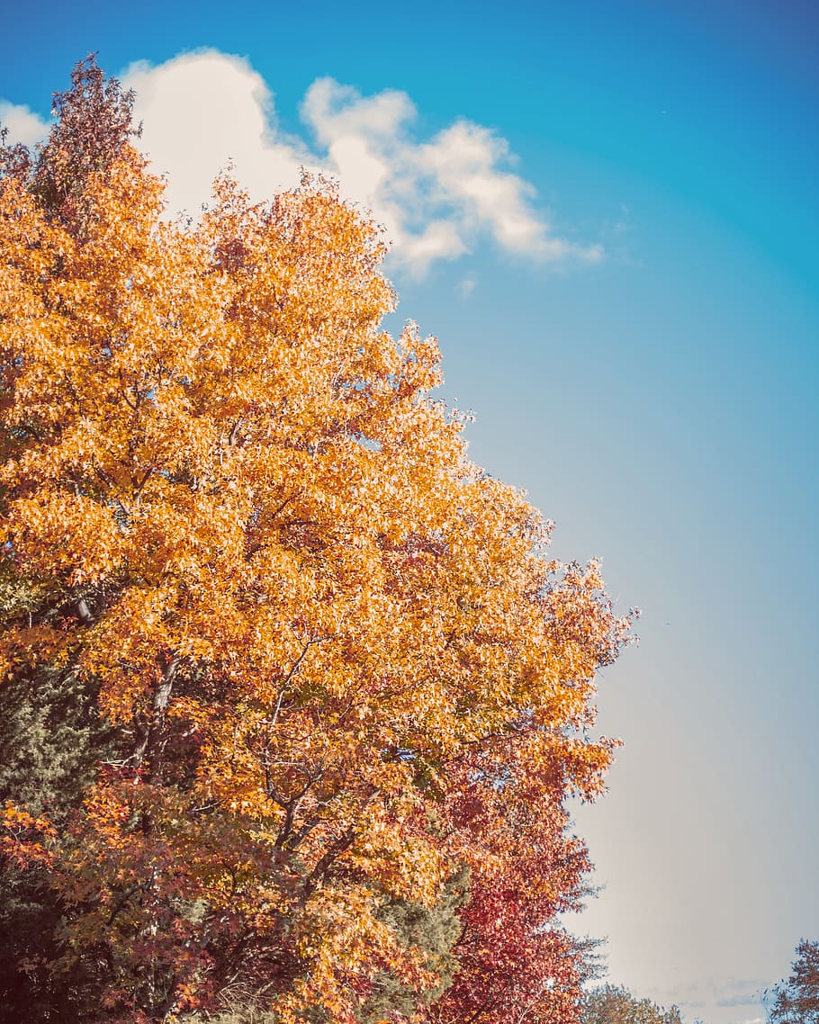 tree, plant, maple, 309 ashby ct, united states, berryville HD wallpaper