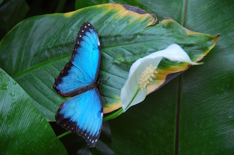 butterfly, blue, insect, leaf, nature, beautiful, flying insect HD wallpaper