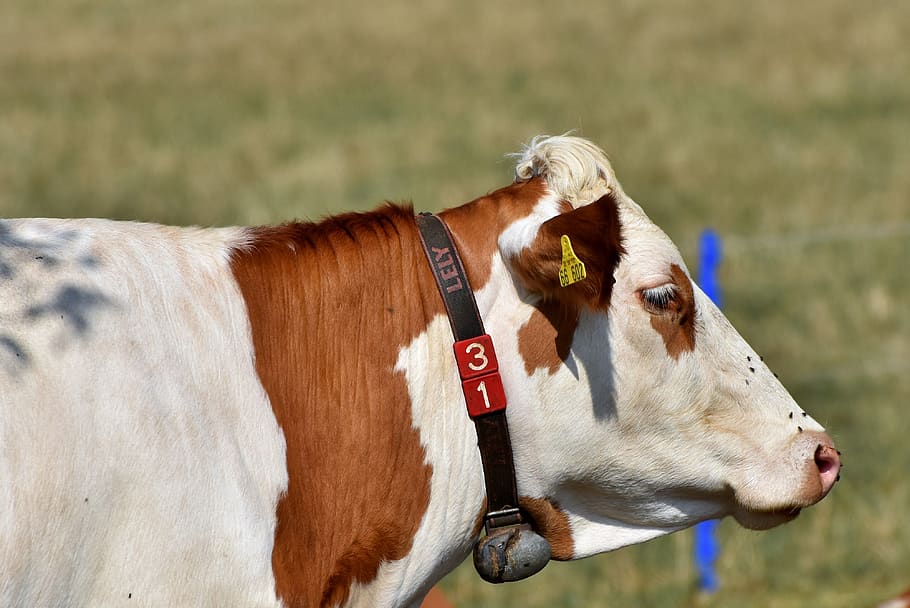 cow, beef, cattle, ruminant, livestock, dairy cattle, horns HD wallpaper