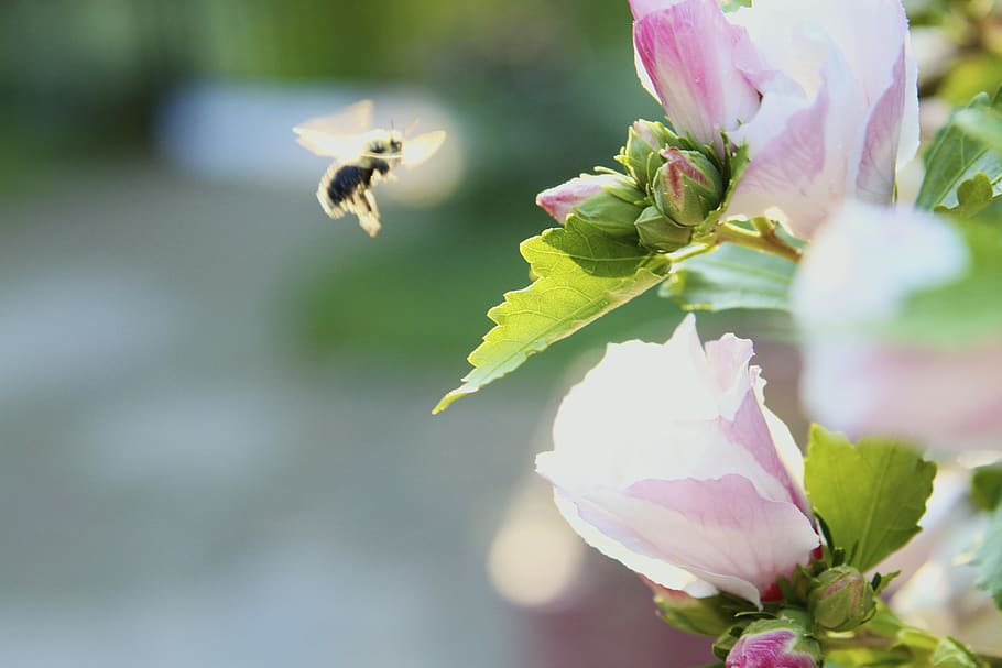 Bees light