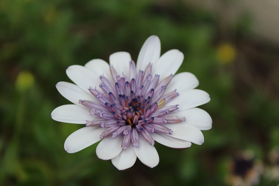 purple, flower, daisy, flowering plant, freshness, petal, vulnerability HD wallpaper