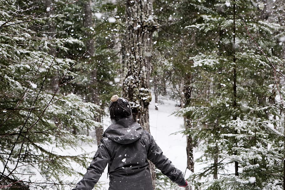 snow, snowing, cold, winter, outdoors, forest, woods, trees HD wallpaper