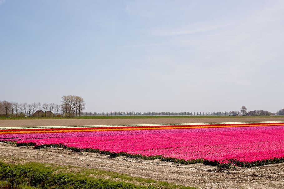 bulbs, bulb fields, tulips, colors, netherlands, holland, spring HD wallpaper