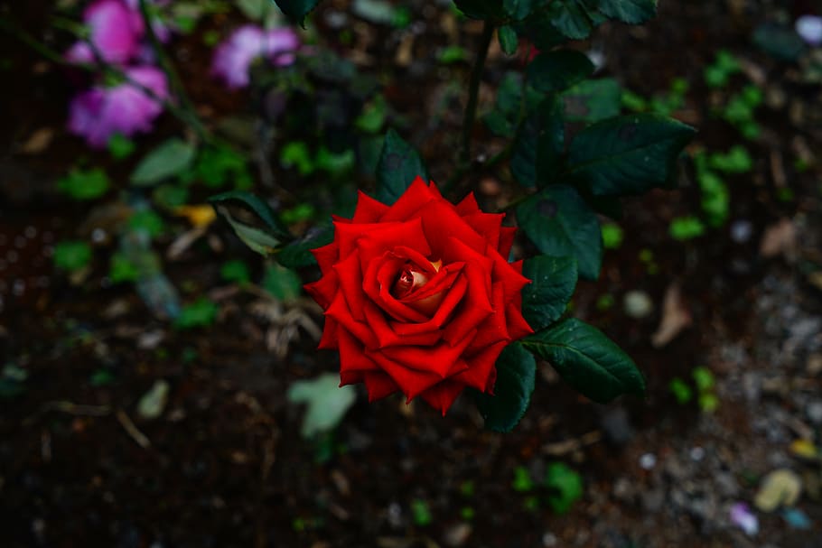 geometry, rose, blossom, bloom, flower, nature, red, yellow HD wallpaper