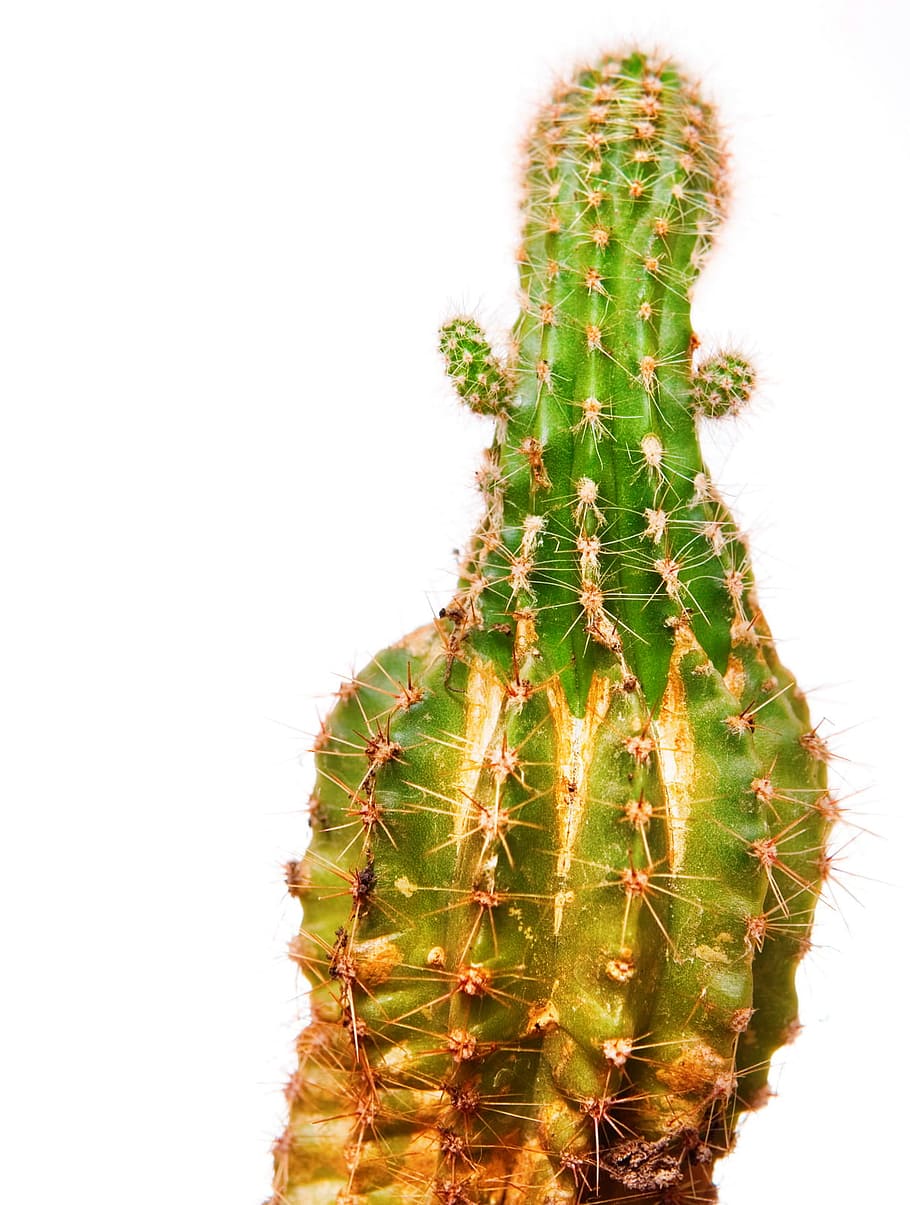 cactus, close, closeup, cure, detail, floral, focus, green HD wallpaper