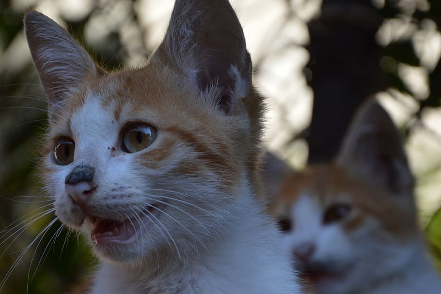 animals, cat, animal themes, one animal, mammal, domestic animals HD wallpaper