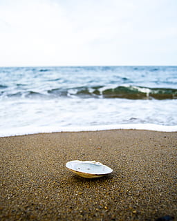 clamshell in beac, sea life, invertebrate, animal, seashell, outdoors HD wallpaper