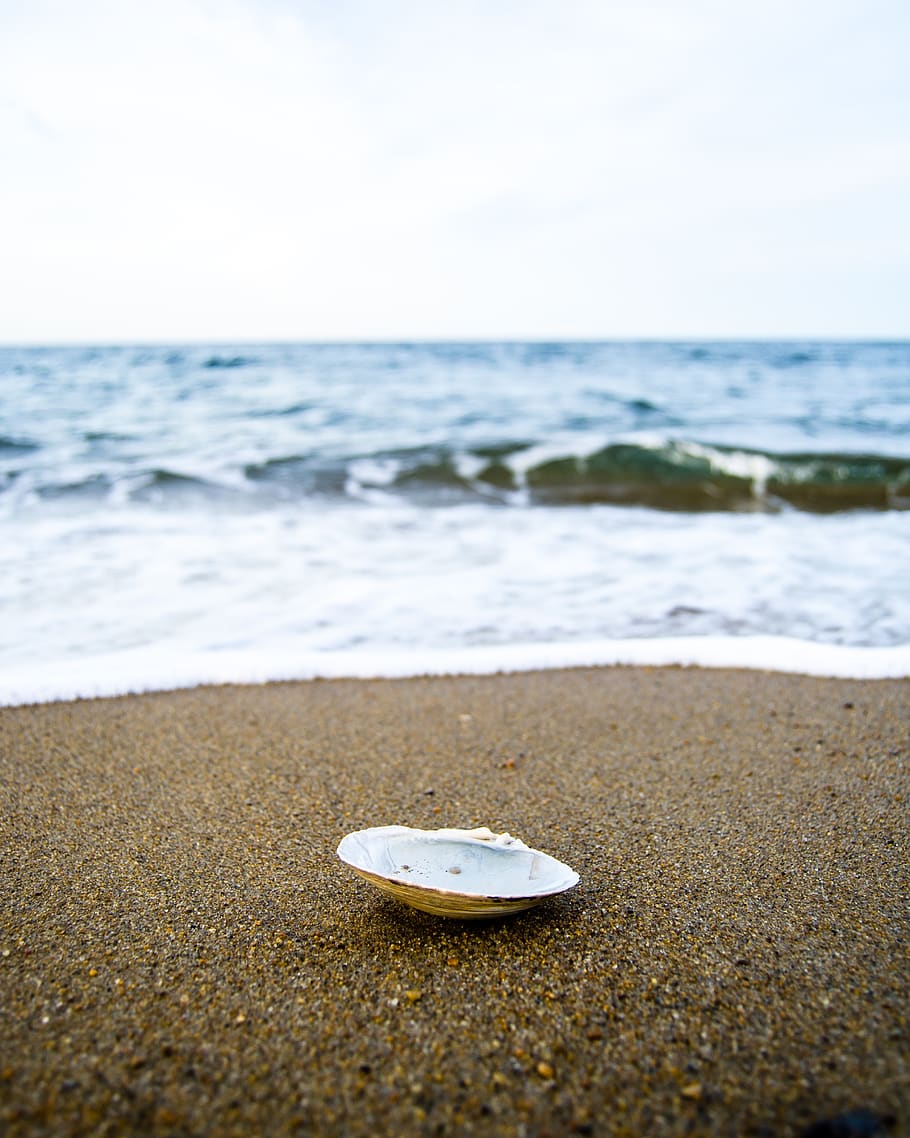 clamshell in beac, sea life, invertebrate, animal, seashell, outdoors HD wallpaper