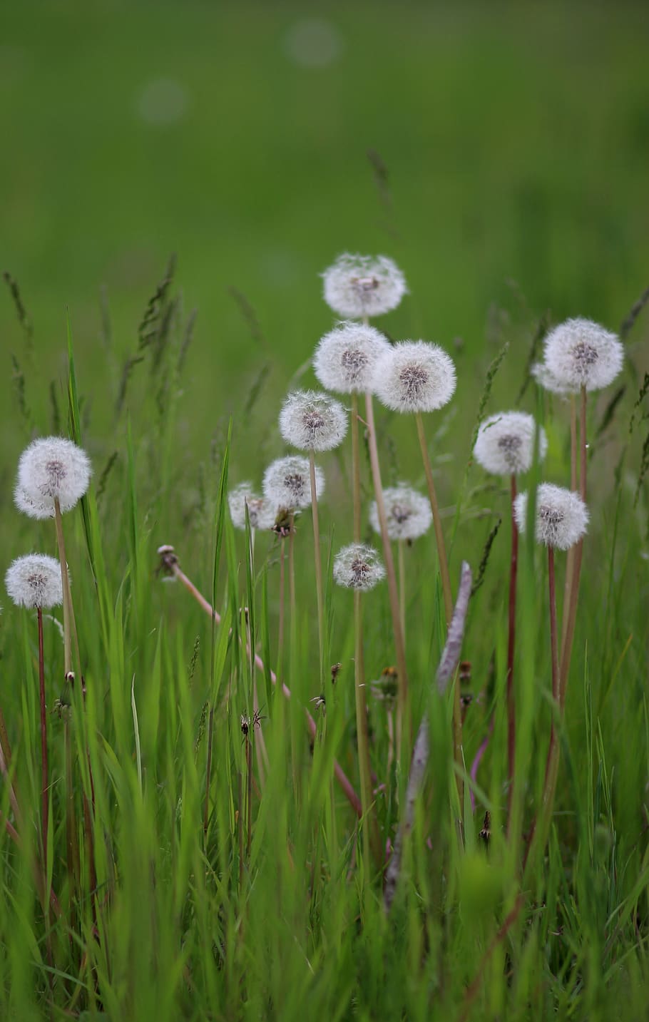 dandelion, down, green, plant, nature, fluffy, nice, delicate HD wallpaper