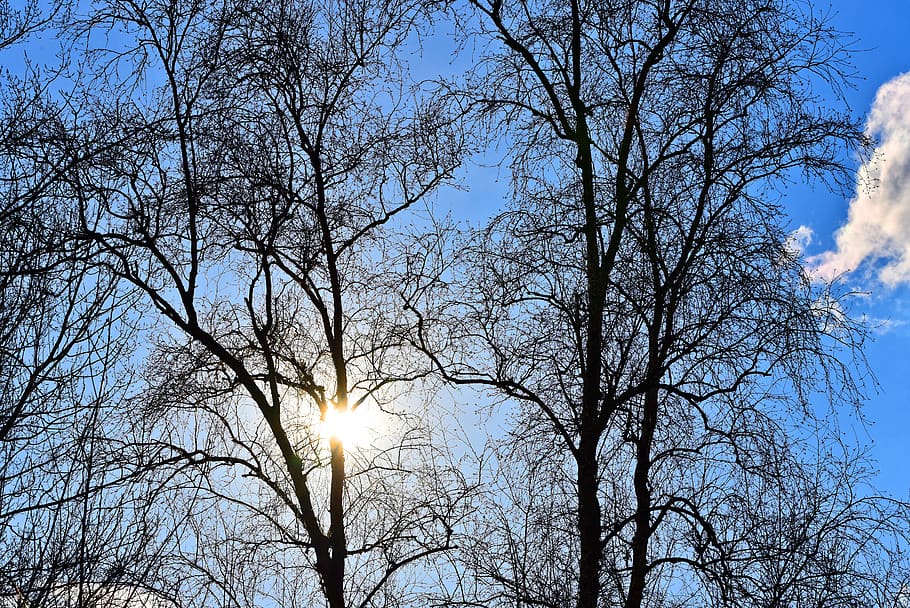 tree, branch, bare branch, winter tree, deciduous, silhouette HD wallpaper