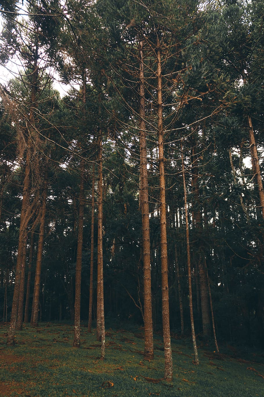 Photo of Trees During Daytime, branches, conifers, environment HD wallpaper