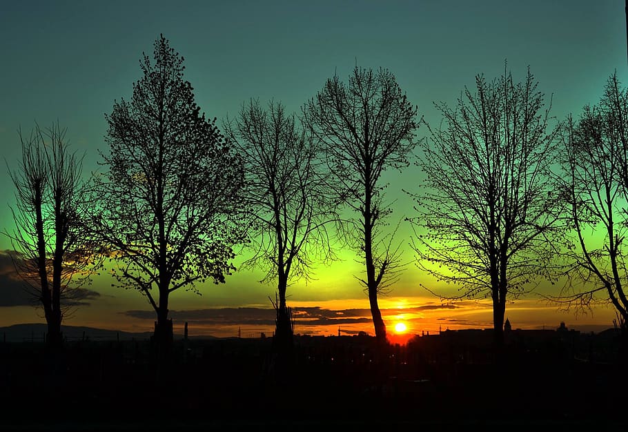 sunset, call, green, nature, gold, landscape, horizon, trees HD wallpaper