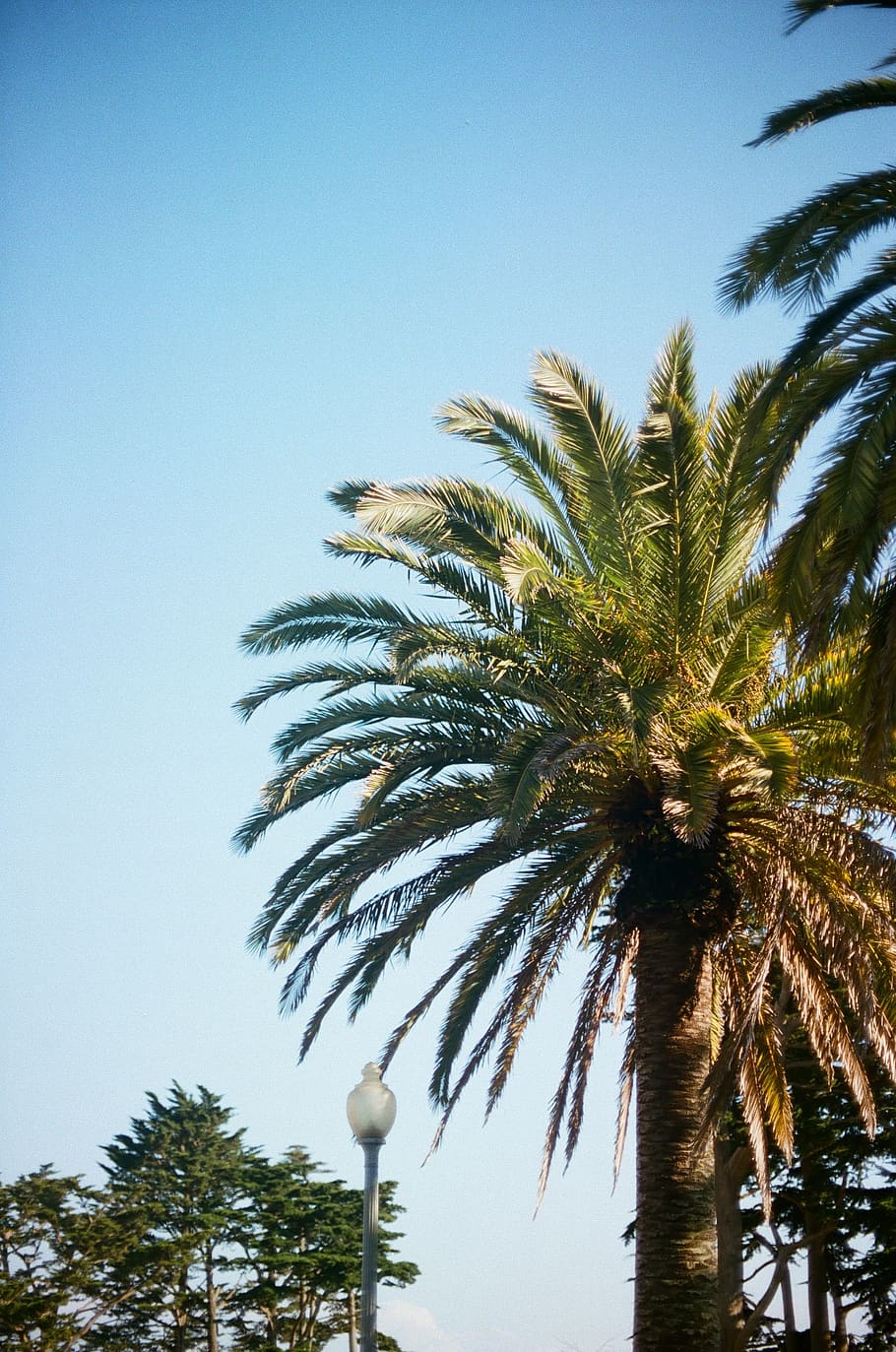 coconut tree, plant, arecaceae, palm tree, summer, animal, bird HD wallpaper
