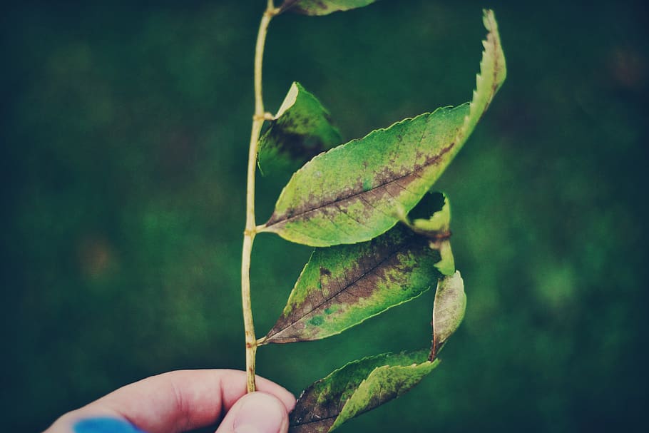 green, leaf, plant, nature, blur, hand, human hand, plant part HD wallpaper