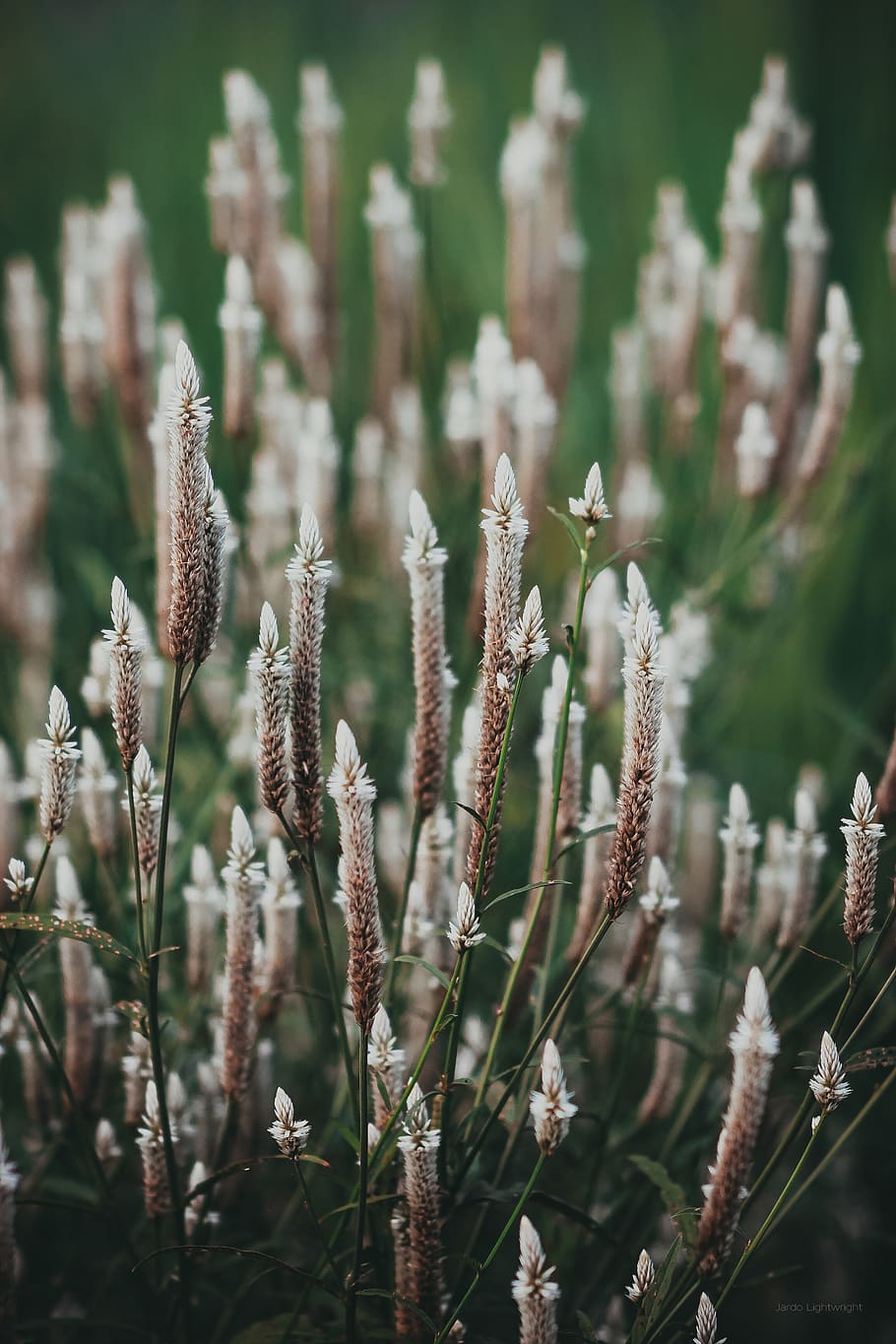 Shallow Focus Photography of Brown Plants, flora, flowers, growth HD wallpaper