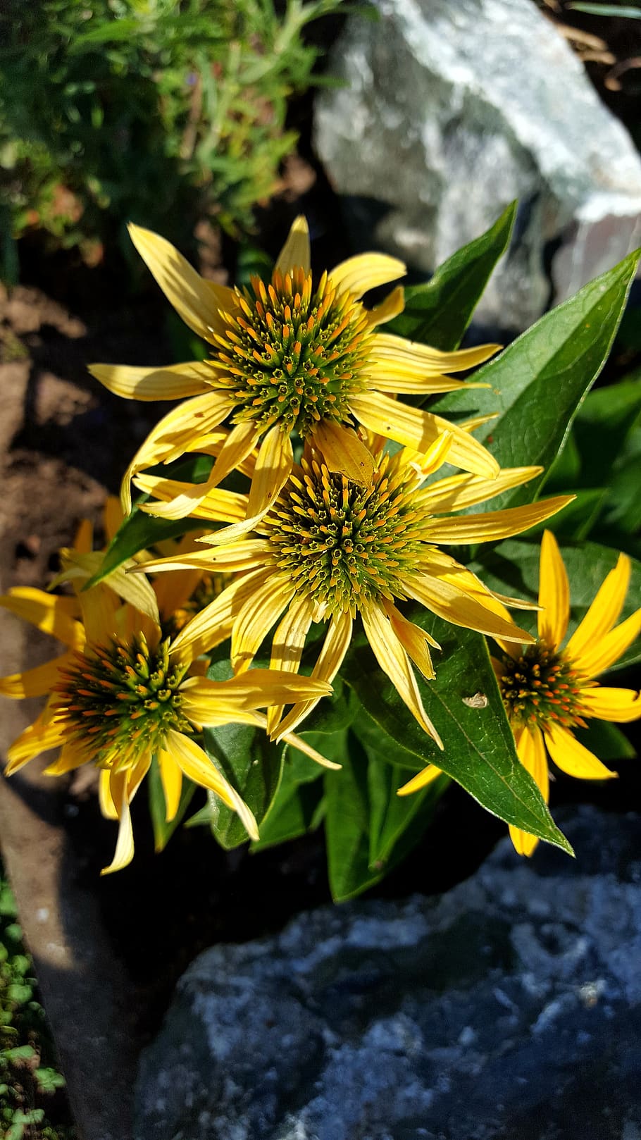 nature, flower, summer, leaf, plant, in the, coneflower, flowering plant HD wallpaper