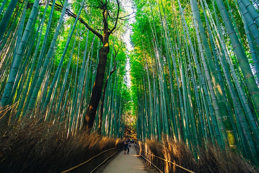 man standing on the bridge, tree, plant, forest, bamboo - plant HD wallpaper