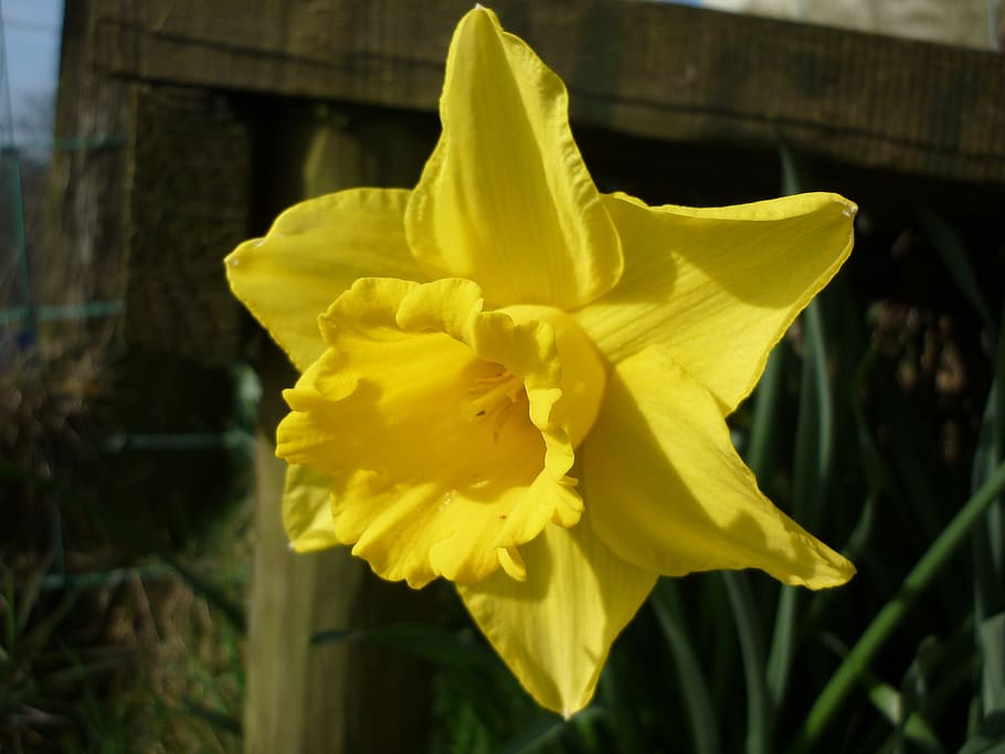 daffodil, yellow, flower, spring, daffodils, easter, plant HD wallpaper