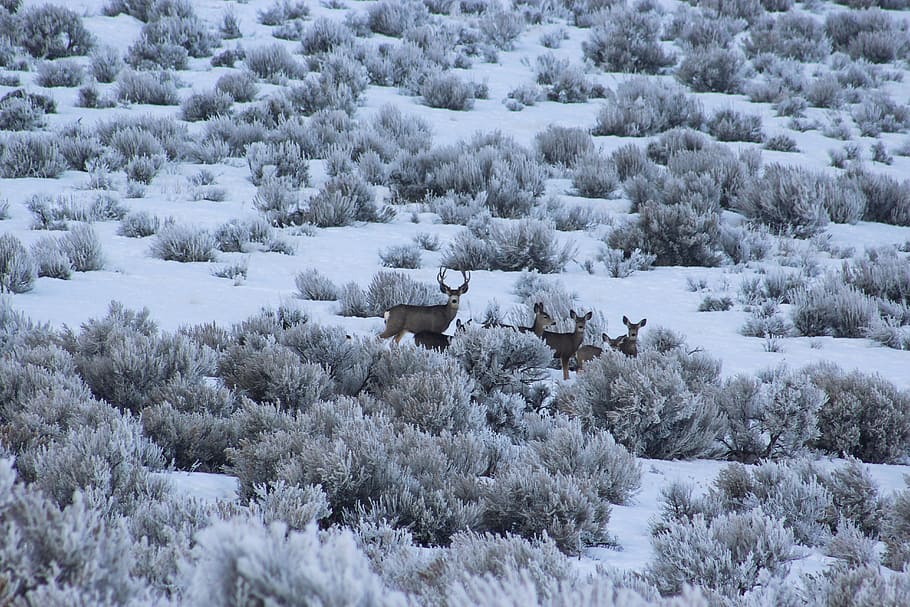 Herd of Deer on Bush, animals, buck, bushes, cold, daylight, frost HD wallpaper