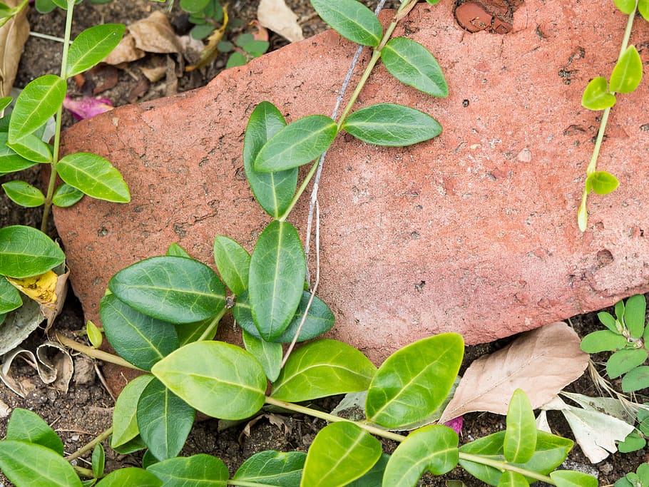leaves, garden, macro, leaf, plant part, green color, growth HD wallpaper