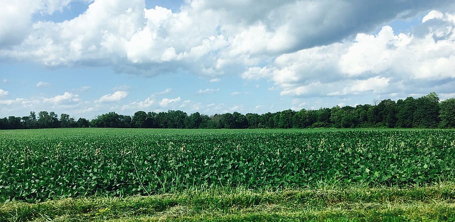skyline, cloud, greenery, tree, corn, grass, blue, countryside HD wallpaper
