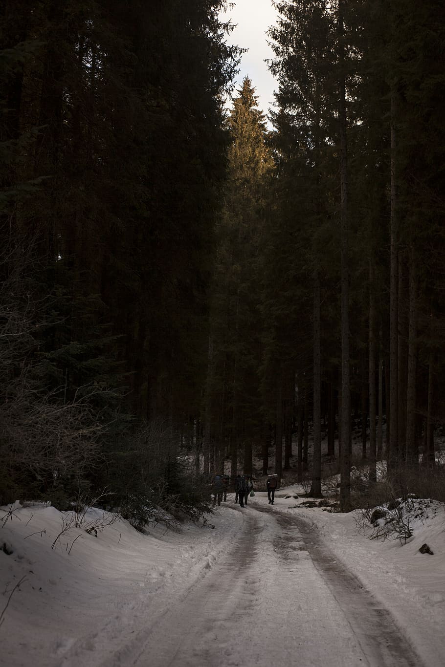 Two People Walking on Pathway Covered by Snow Near Tall Trees HD wallpaper