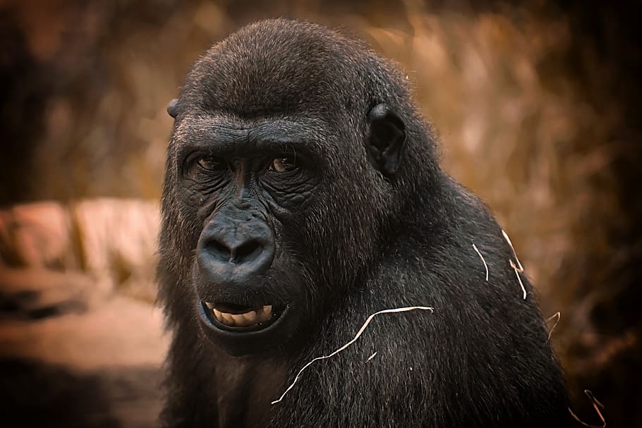 gorilla, monkey, animal, zoo, furry, omnivore, portrait, tierpark hellabrunn HD wallpaper