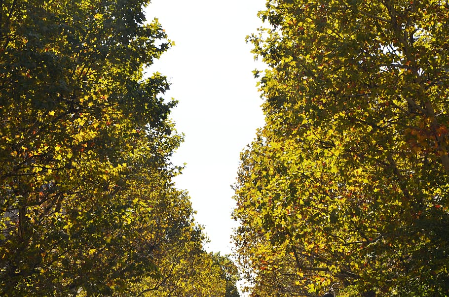 tree, leaves, bush, nature, leaf, garden, green, plant, growth HD wallpaper