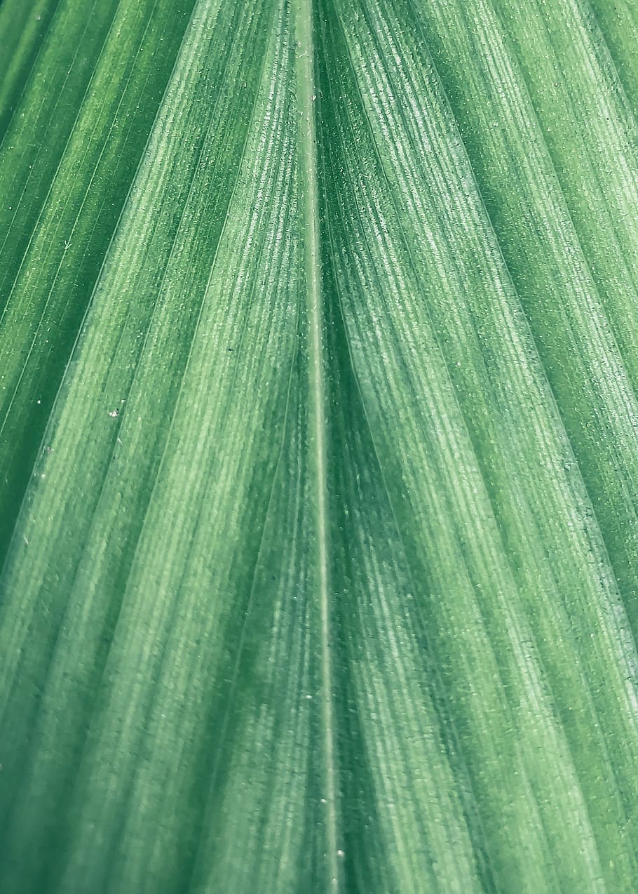 Palm Green цвет. Green detail