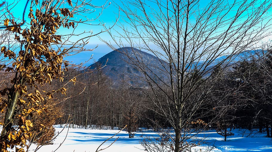 mountain, forest, snow, winter, trees, leaf, nature, plant HD wallpaper
