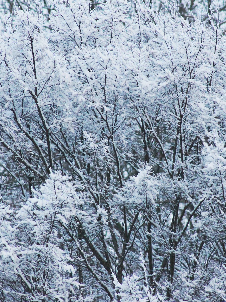 forest, tree, snow, snow top, snow capped, cold, ice, chill HD wallpaper