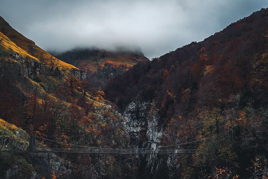 bridge between two mountains, nature, tree, plant, outdoors, fir HD wallpaper