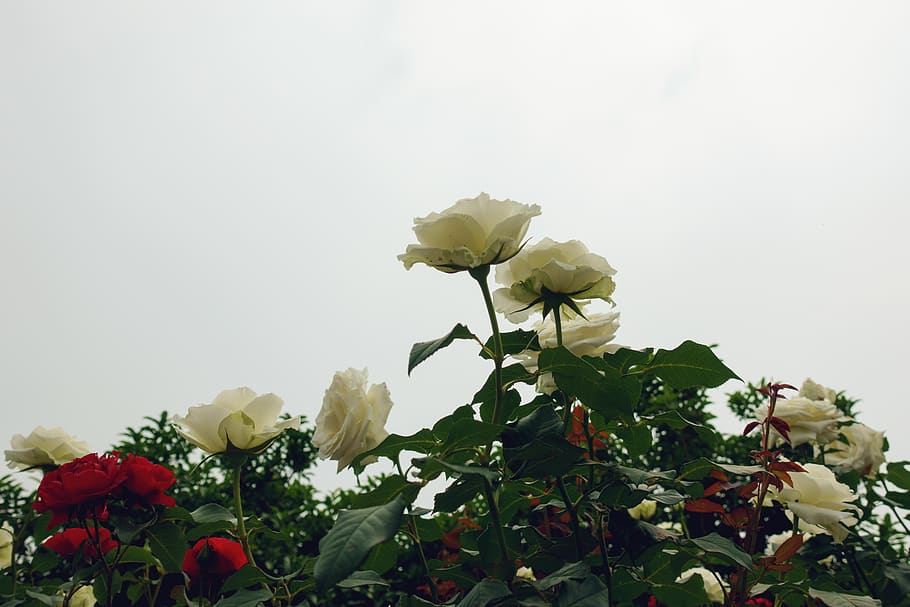 chinese rose, flower, flowering plant, beauty in nature, vulnerability HD wallpaper