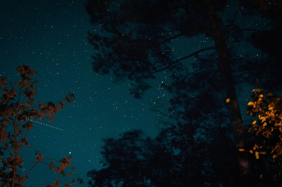 stars, night, trees, sky, astronomy, space, star - space, nature HD wallpaper