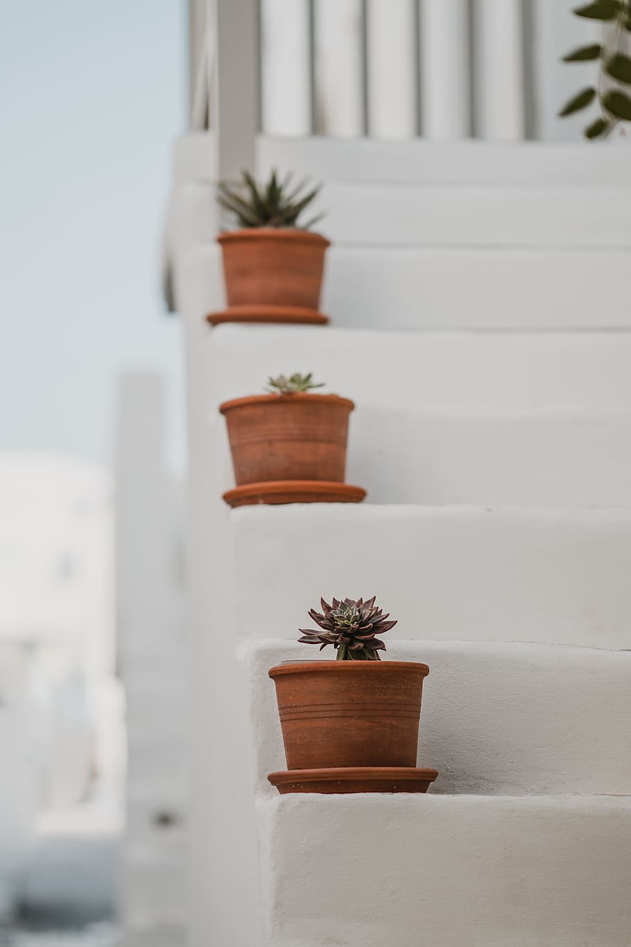 three succulents on white stairs, plant, step, pot, exterior HD wallpaper