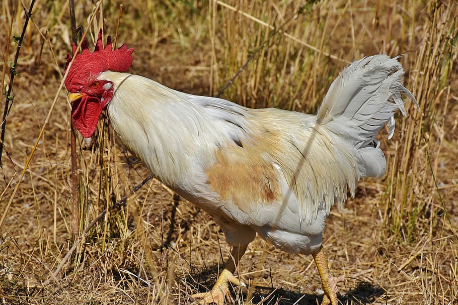 hahn, crow, poultry, cockscomb, chicken, gockel, bill, livestock HD wallpaper